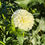 Thumbnail: White Aster