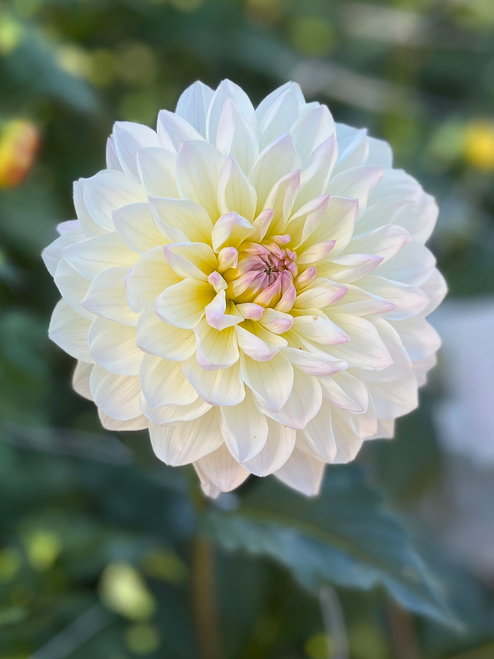 Thumbnail: Hollyhill Lilibet