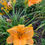 Thumbnail: Ruffled Apricot