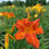 Thumbnail: Orange Vols