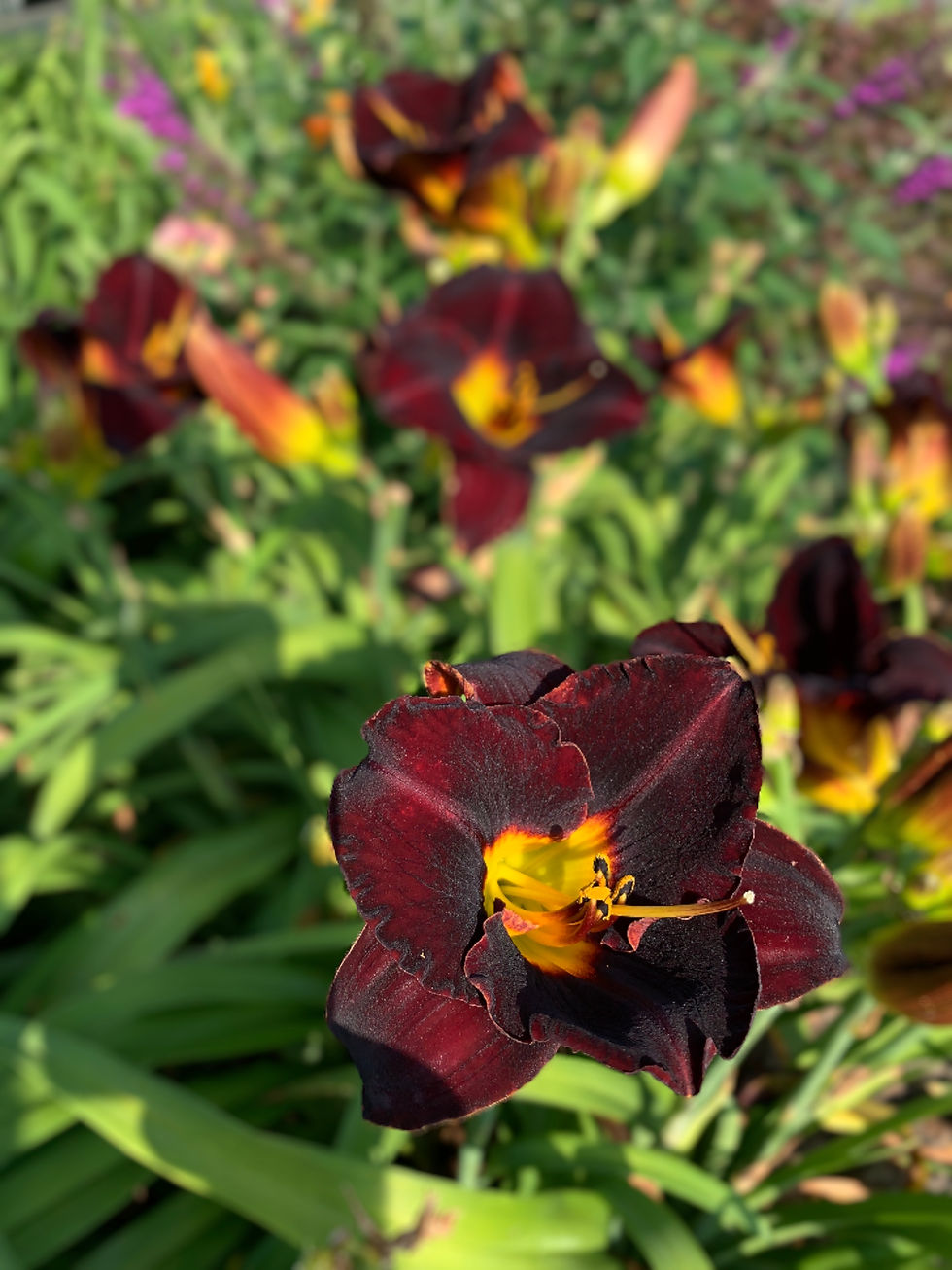 Thumbnail: Violet Hour