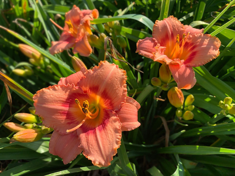 Thumbnail: Strawberry Candy