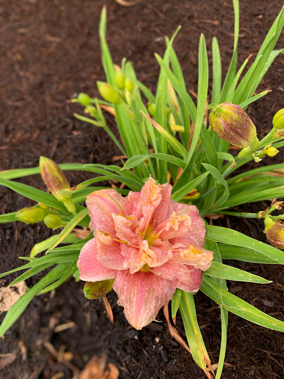 Thumbnail: Spotted Fever