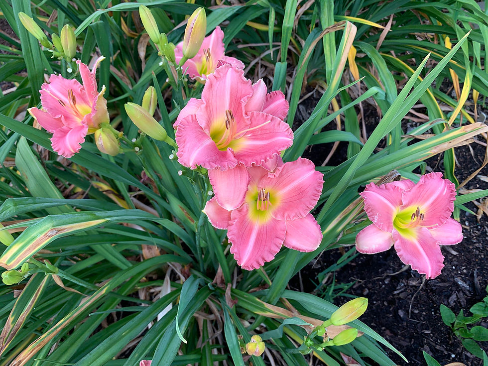 Thumbnail: Trade Last