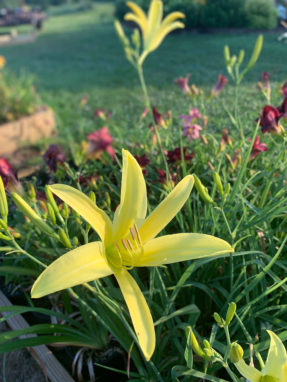 Thumbnail: Shooting Star