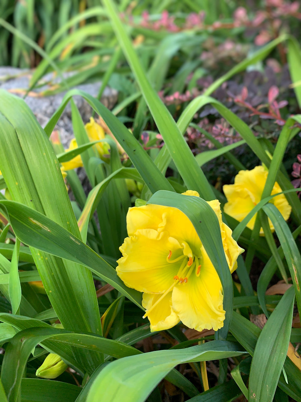 Thumbnail: Siloam James Kraft