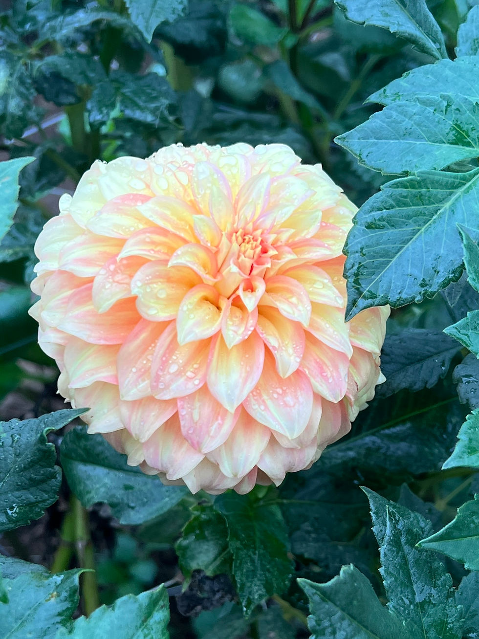 Thumbnail: Bracken Sarah