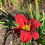Thumbnail: Hemlock