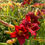 Thumbnail: Red Volunteer