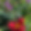 Thumbnail: Siloam Helpmate