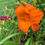 Thumbnail: Mauna Loa
