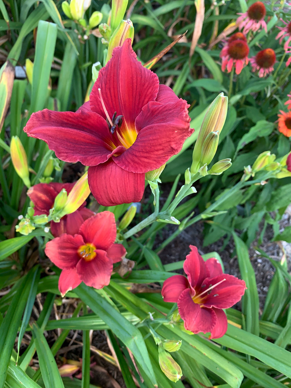 Thumbnail: Siloam Justine Lee