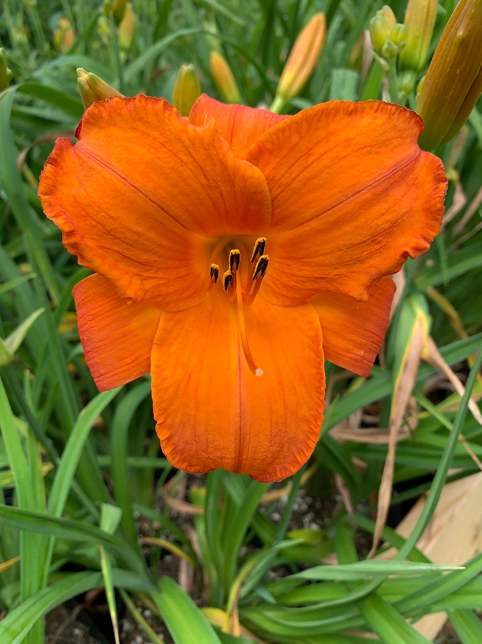 Mauna Loa