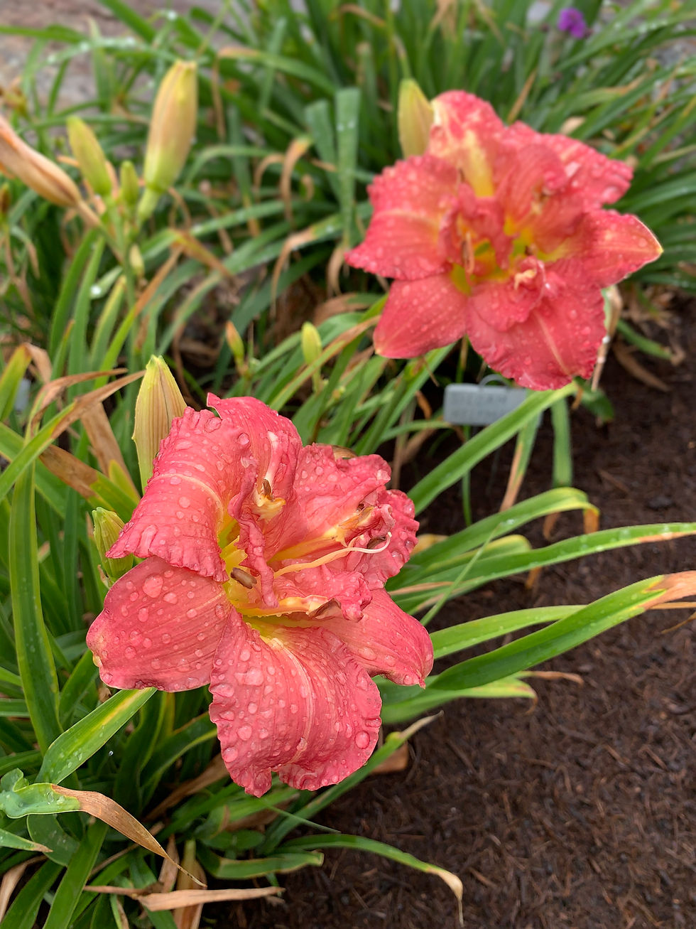 Thumbnail: Zona Rosa