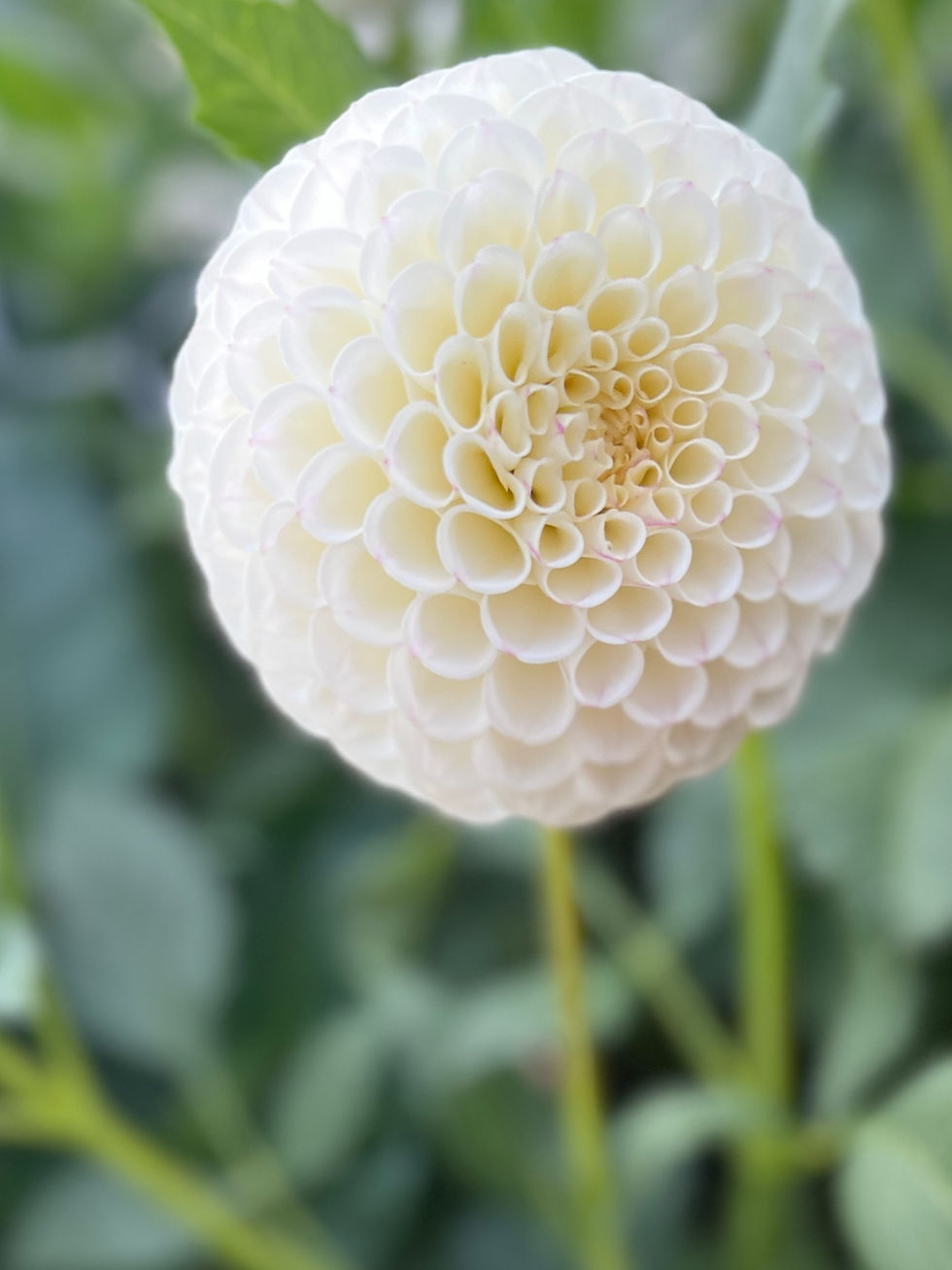 Thumbnail: 20th Avenue Tradition