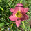 Thumbnail: Lavender Vista