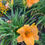 Thumbnail: Ruffled Apricot