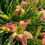 Thumbnail: Webster's Pink Wonder
