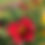 Thumbnail: Siloam Helpmate