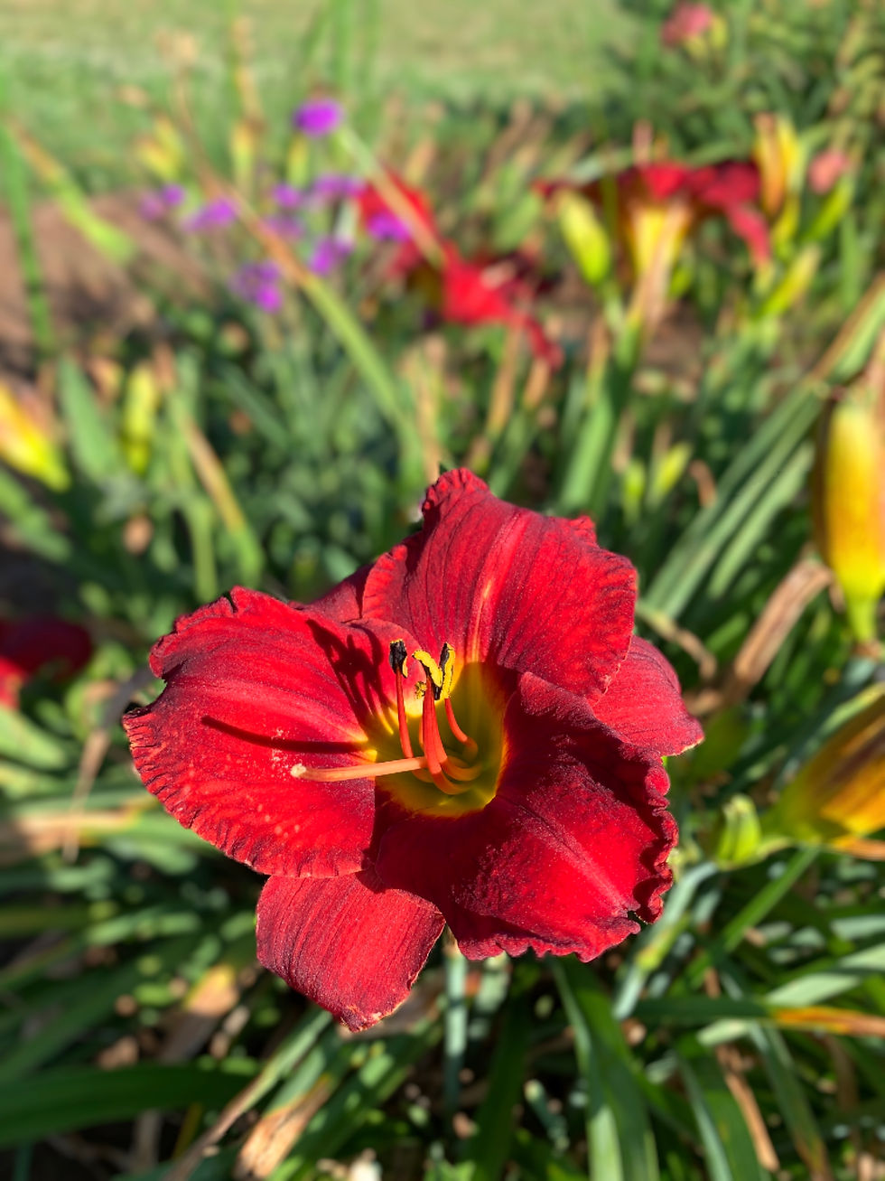 Thumbnail: Siloam Helpmate