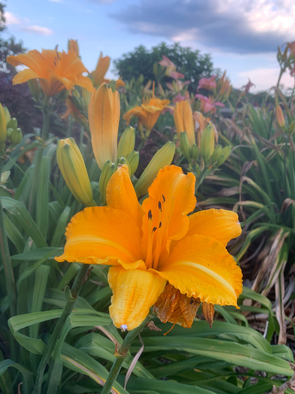 Mary's Gold