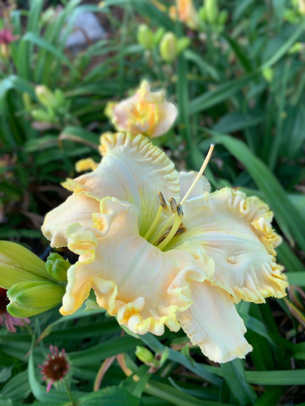 Boundless Beauty