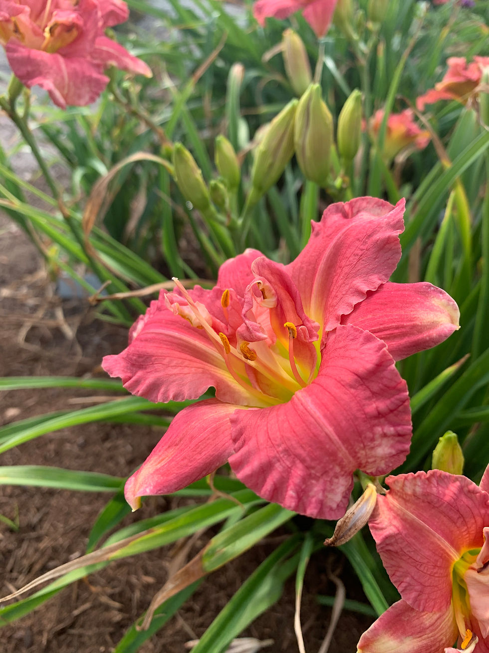 Thumbnail: Zona Rosa