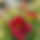 Thumbnail: Siloam Helpmate