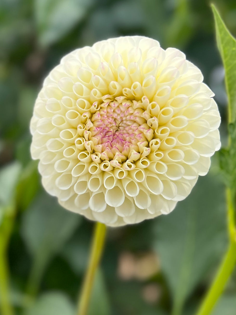 Thumbnail: 20th Avenue Tradition