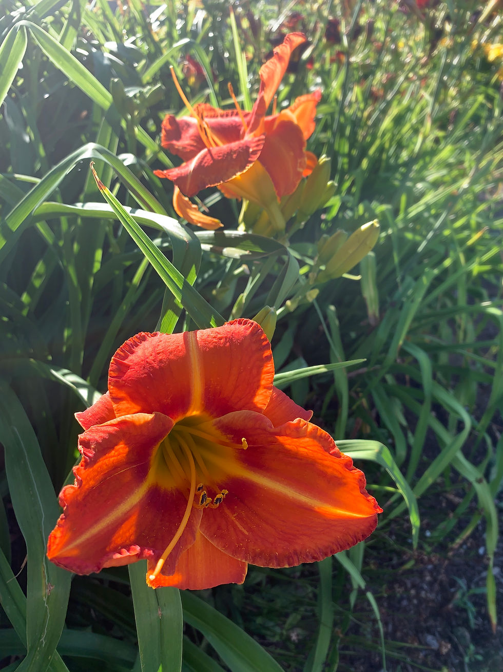 Thumbnail: Tuscawilla Tigress