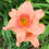 Thumbnail: Passion Flower