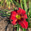 Thumbnail: Hemlock