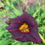 Thumbnail: Siloam Plum Tree