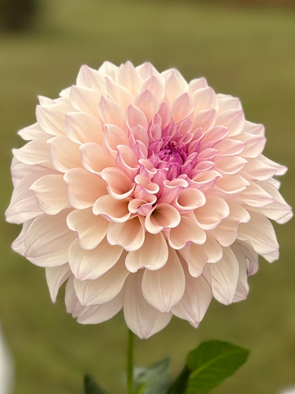 Thumbnail: KA's® Penny Lane