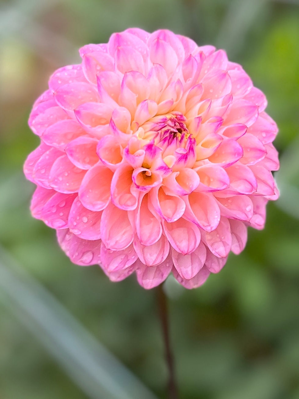 Thumbnail: Wine Eyed Jill