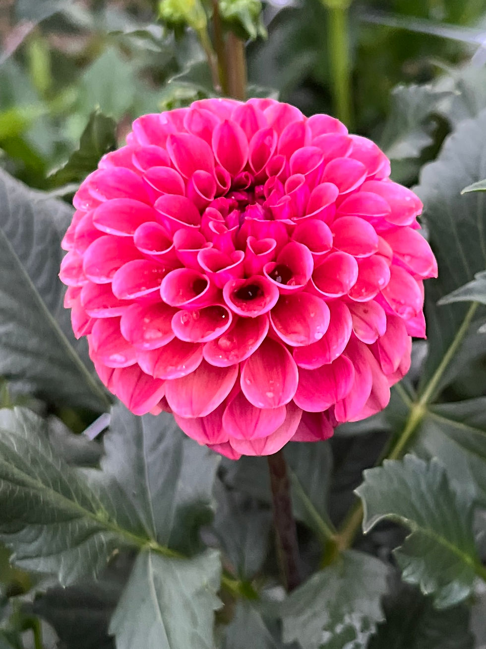 Thumbnail: Mission Gypsy