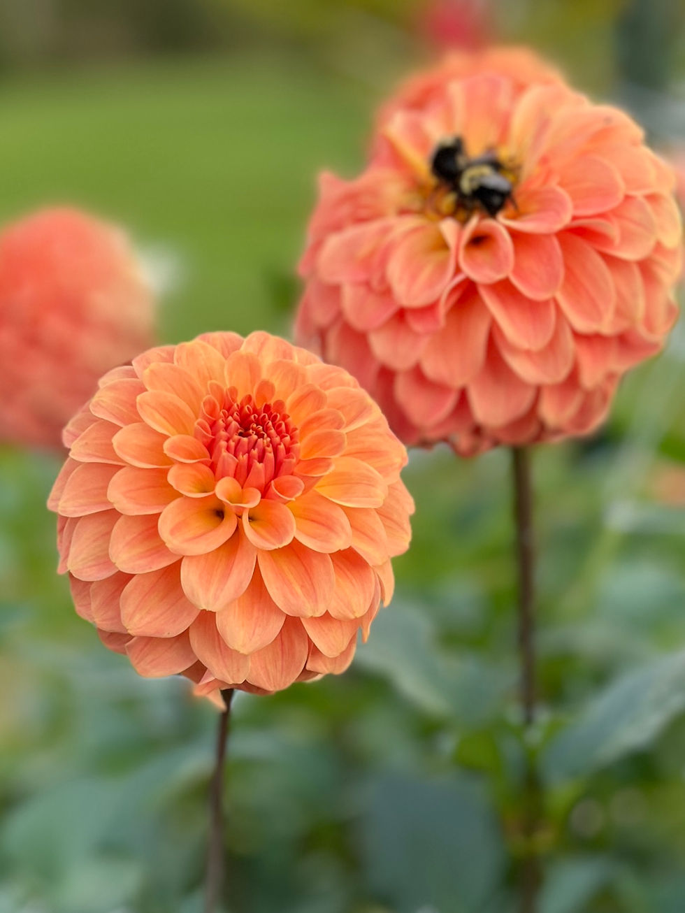 Thumbnail: Bloomquist Constant