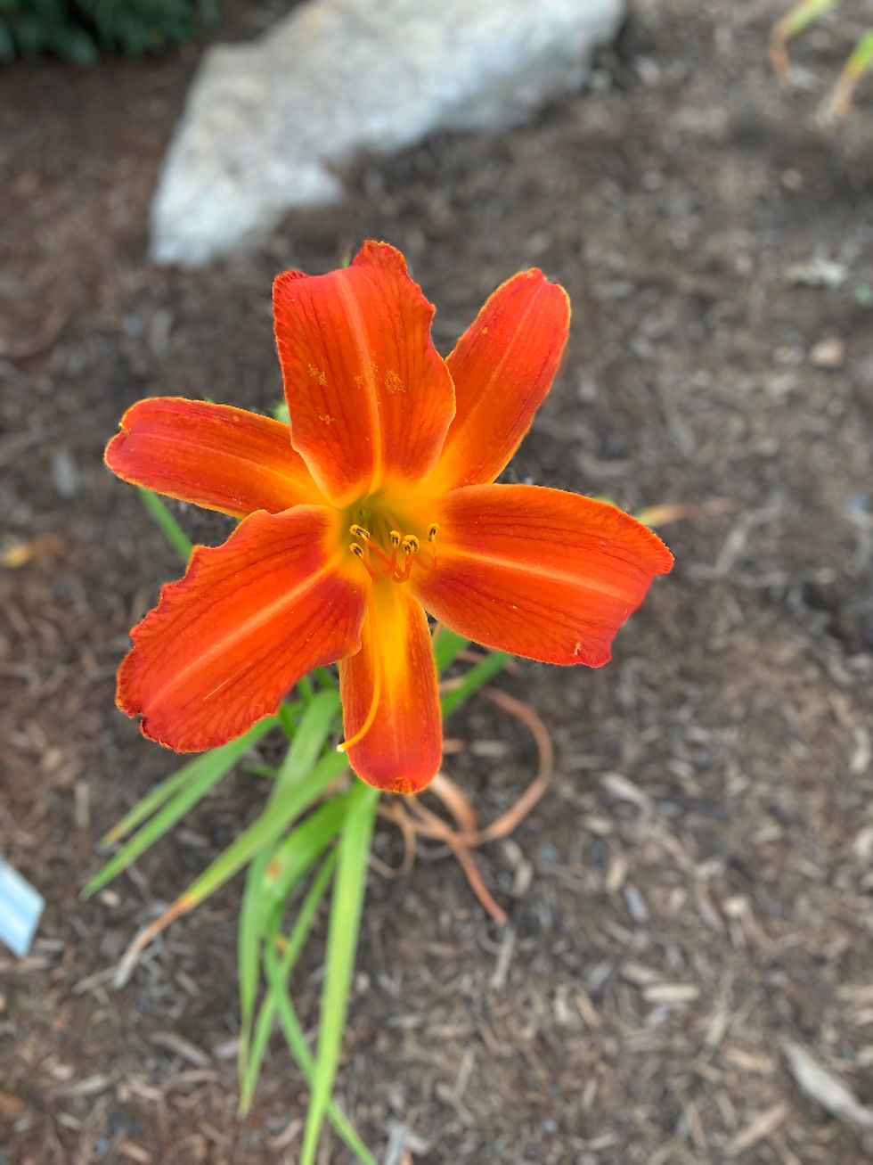 Heavenly Orange Blaze
