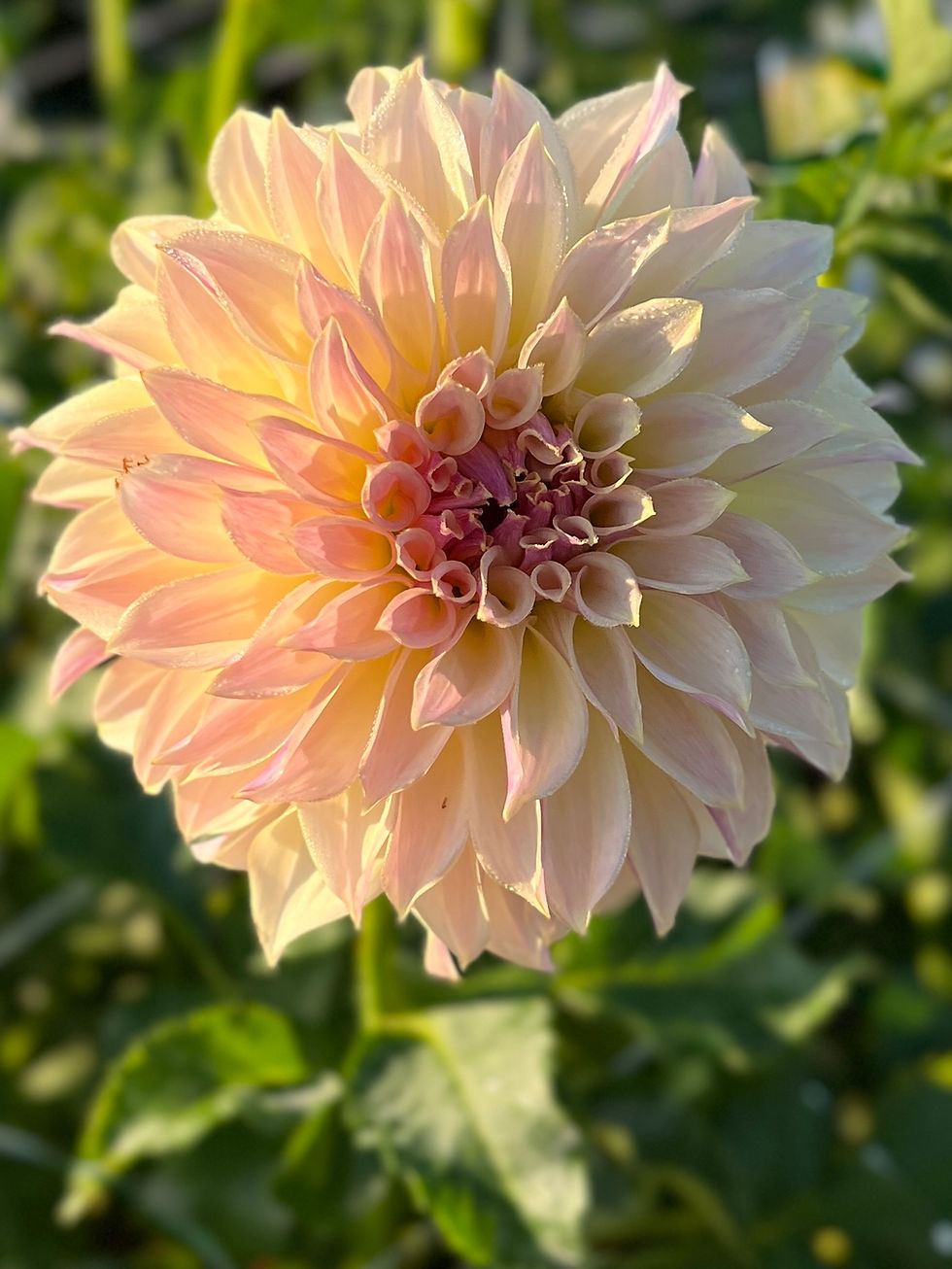 Thumbnail: KA's® Champagne