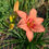 Thumbnail: Passion Flower
