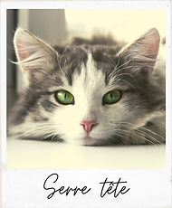 serre tete oreille de chat