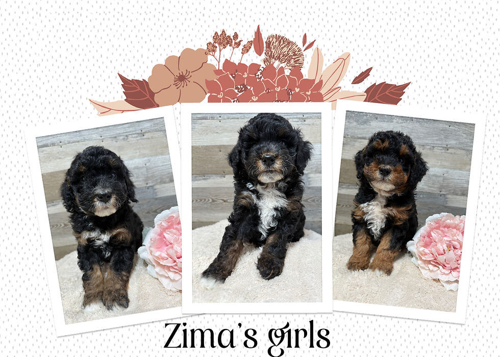 Micro mini Bernedoodles