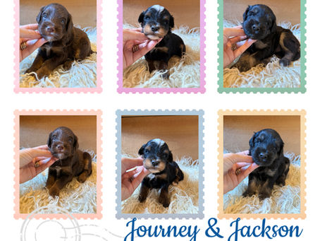 Micro Bernedoodles available 10/2