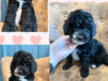 F2b mini Bernedoodles reduced!! available now!