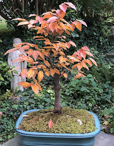 nov 2018 fall foliage.jpg