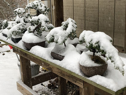 nov 2018 snow bonsai 2.jpg