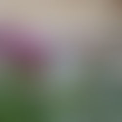 Explosion of Ligurian's flora on our green roof