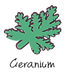 geranium.png