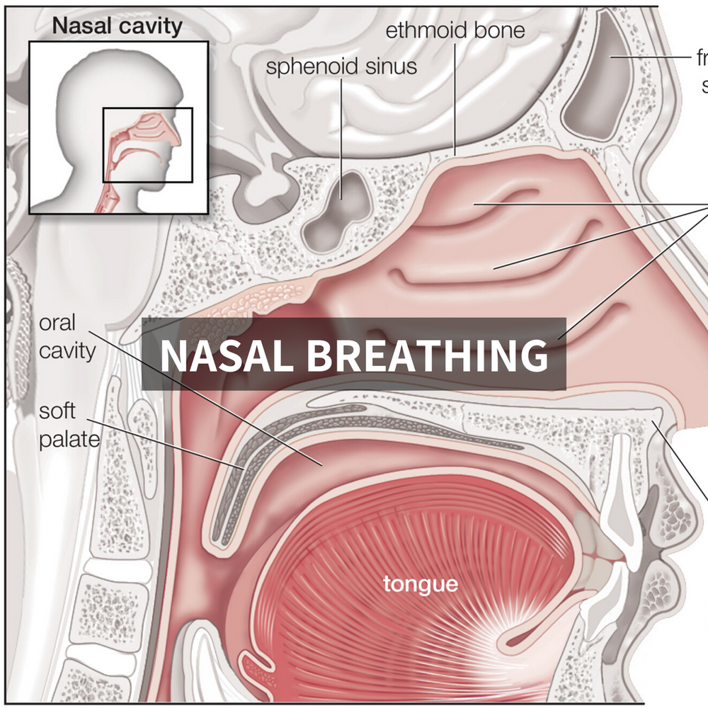 The Nasal Breathing Hype