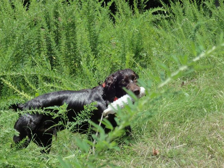Retriever Training Gun dog Training